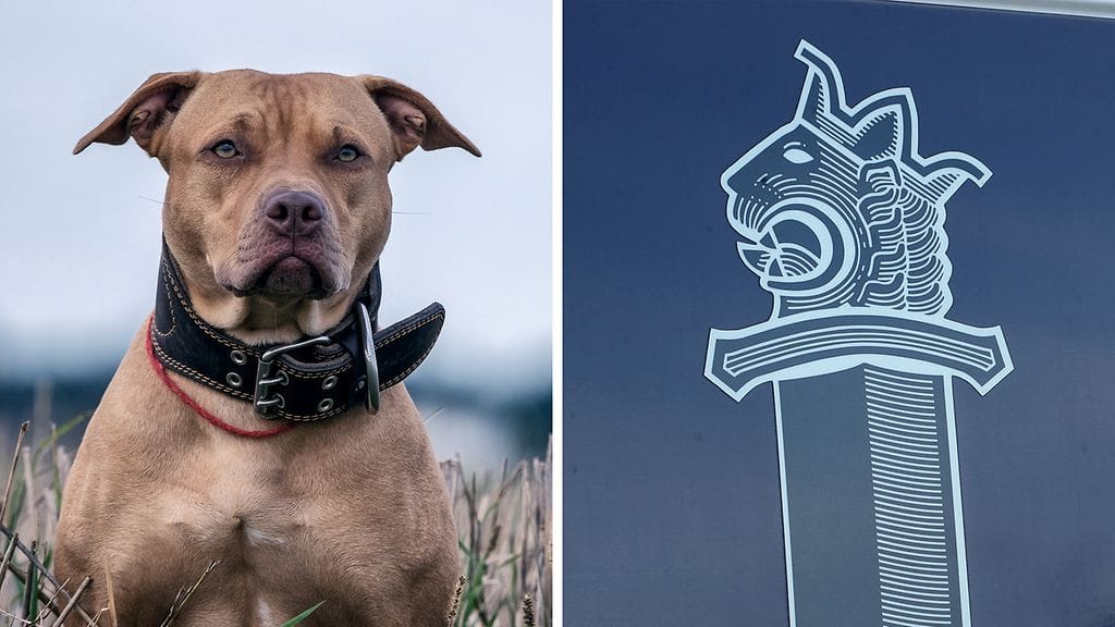 Poliisille on tehty heinäkuussa rikosilmoitus pääkaupunkiseudulla jo ainakin kahdesta tapauksesta, jossa koira on purrut lasta. Kuvituskuva amerikanpitbullterrieristä.