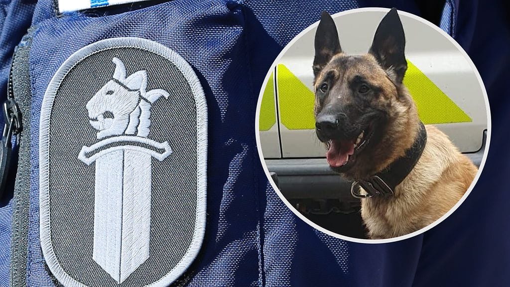 Tämä Frodo-poliisikoira löysi kadonneen miehen mutasilmäkkeestä.