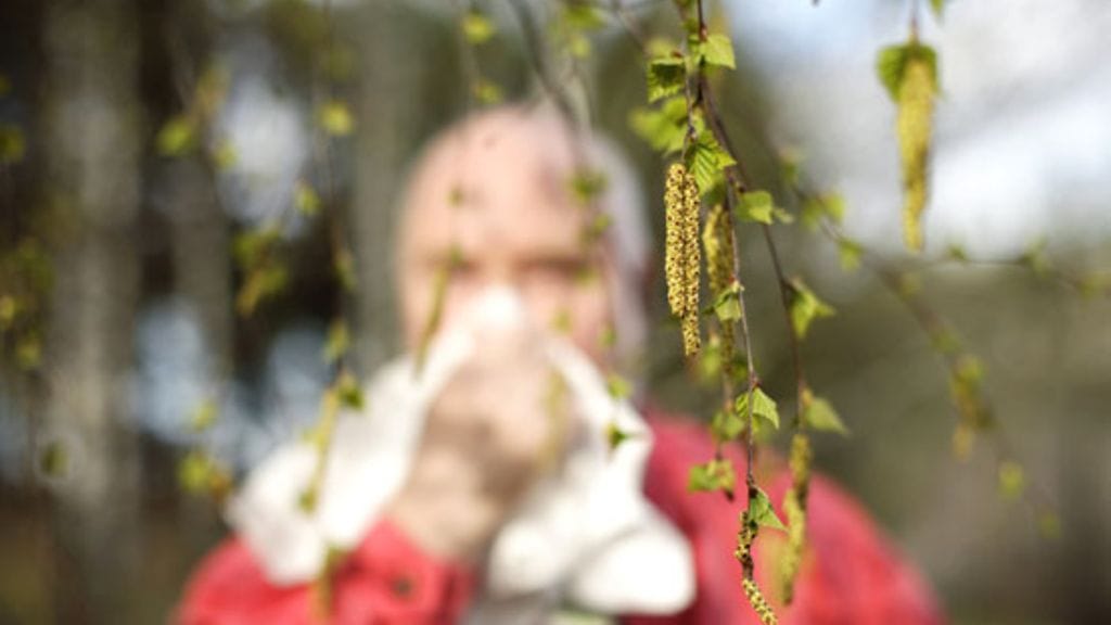 30 prosenttia suomalaisista sairastaa allergista nuhaa, 20 prosenttia siitepölyallergiaa.