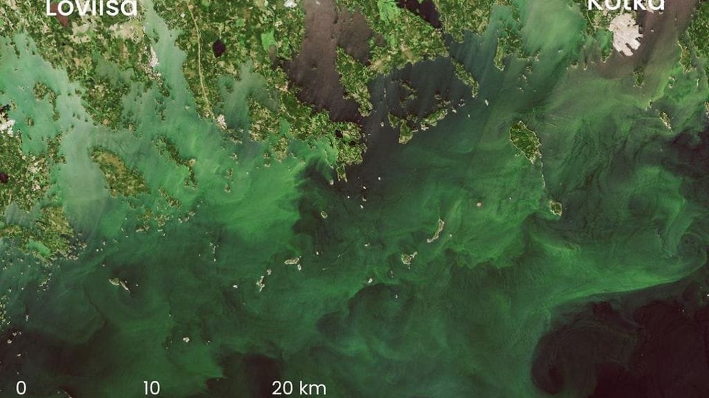 Satelliittikuva keskiviikolta 10. heinäkuuta paljastaa, miten runsaasti sinilevää on nyt Kotkan ja Loviisan edustalla Suomenlahdella.