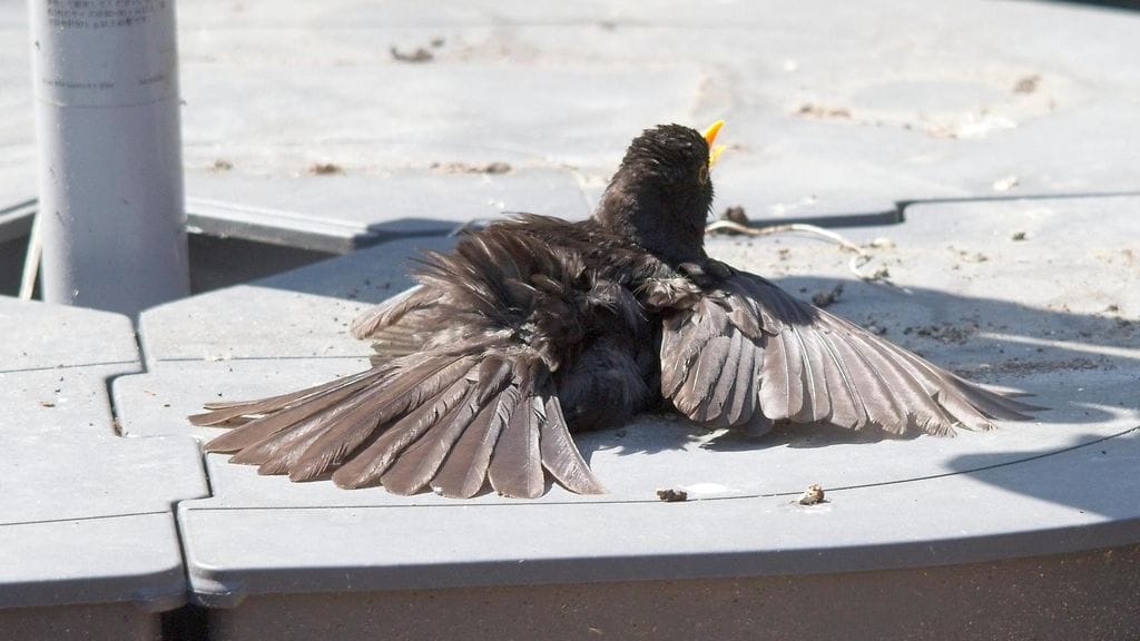 Luonnossa saattaa törmätä janoisen näköisiin lintuihin ja muihin eläimiin.  Parasta on yleensä tarkkailla eläimen kuntoa ja tarvittaessa soittaa ammattilaiselle.