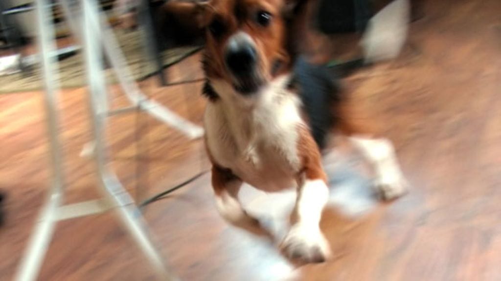 Vieraiden tulo tekee monista koirista ainakin hetkeksi hyperaktiivisia.