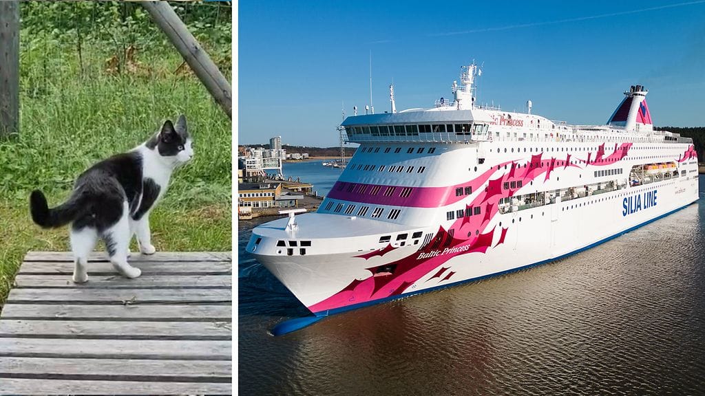 Kissa pääsi karkuun Baltic Princessin autokannella laivan ollessa Tukholman satamassa.
