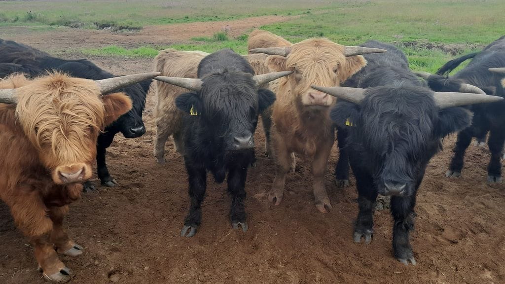 Karkulaiset pääsivät iltapäivällä takaisin aitaukseensa.