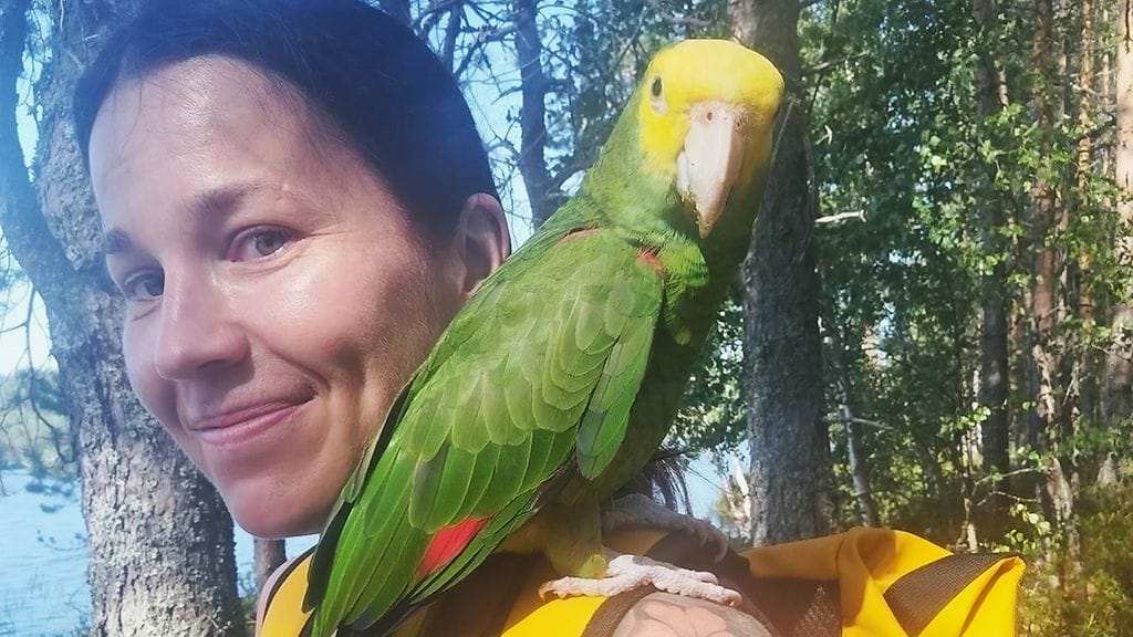 Mango-niminen papukaija otti heti löytäjänsä Henna Knifin kaverikseen. Knifin korvanlehti joutui koville.
