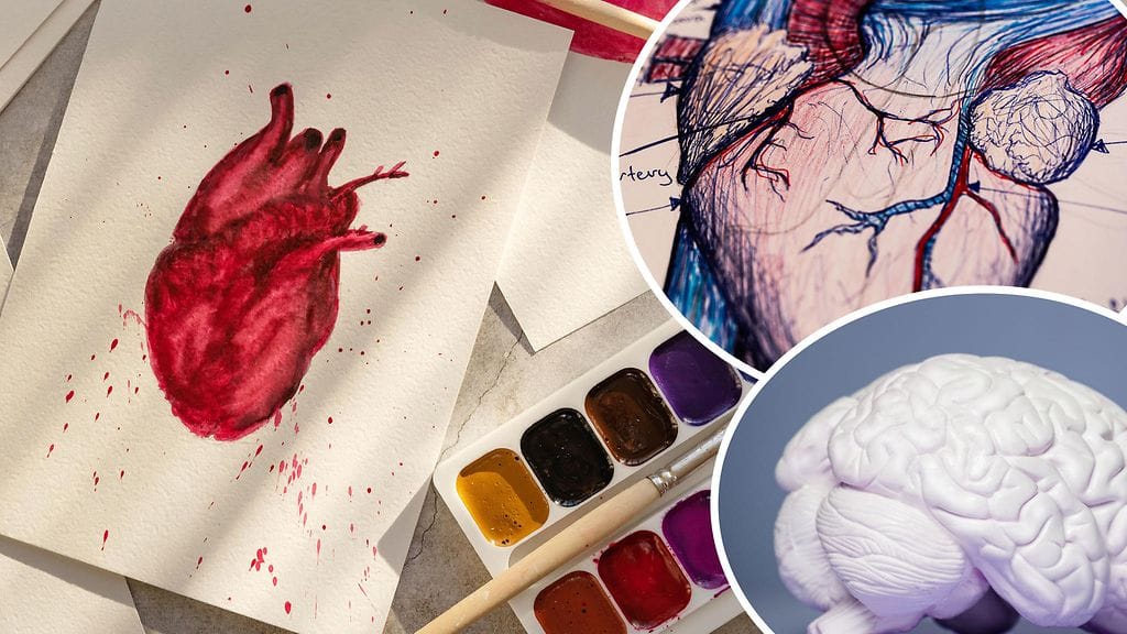 Kirjoissa valtimot ovat aina punaisia, laskimot sinisiä. Oikeasti suonet eivät toki eroa väritykseltään toisistaan.