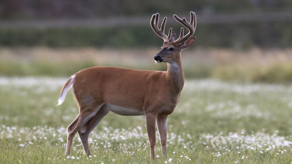 Urjalan Eläinyhdistys kertoi tapauksesta Facebookissa. Kuvituskuva.