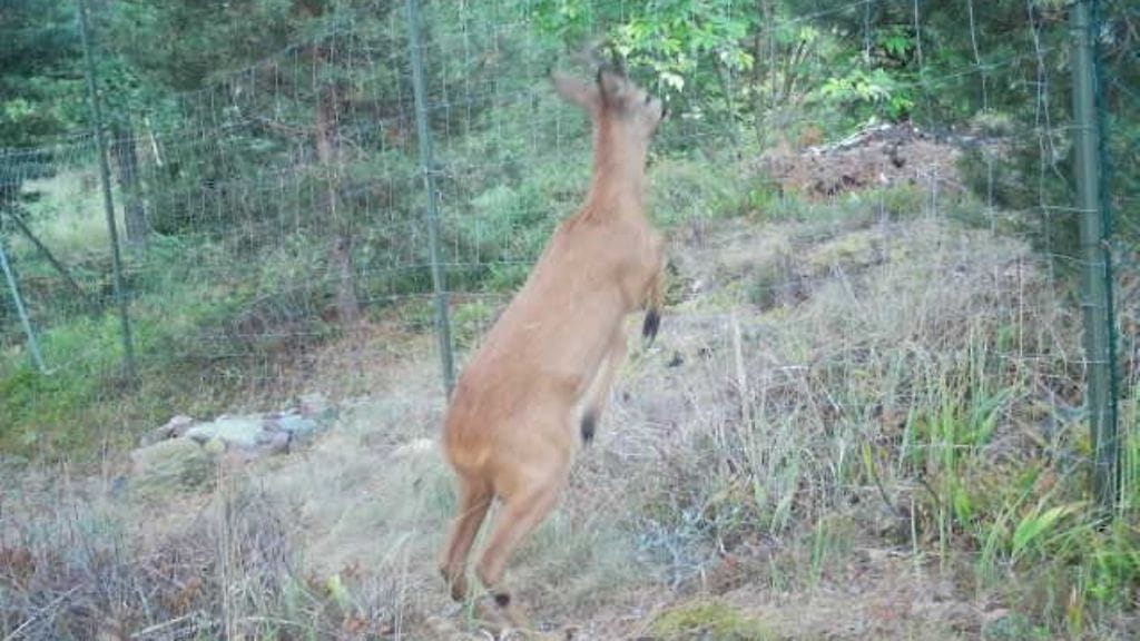 Kauris yrittää hypätä 2,4 m korkean aidan yli Hiittisten saaristossa.