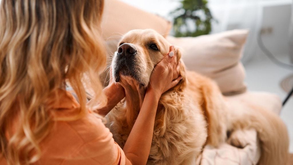 Ihmisen stressi vaikuttaa muun muassa koiran tunnetilaan.