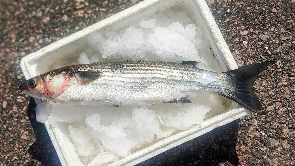 Kala on 50 senttimetriä pitkä ja painoltaan 1,1 kiloa. Se on siis myös suurin Suomessa nähty ohuthuulikeltti. Kuva: Teemu Tast.