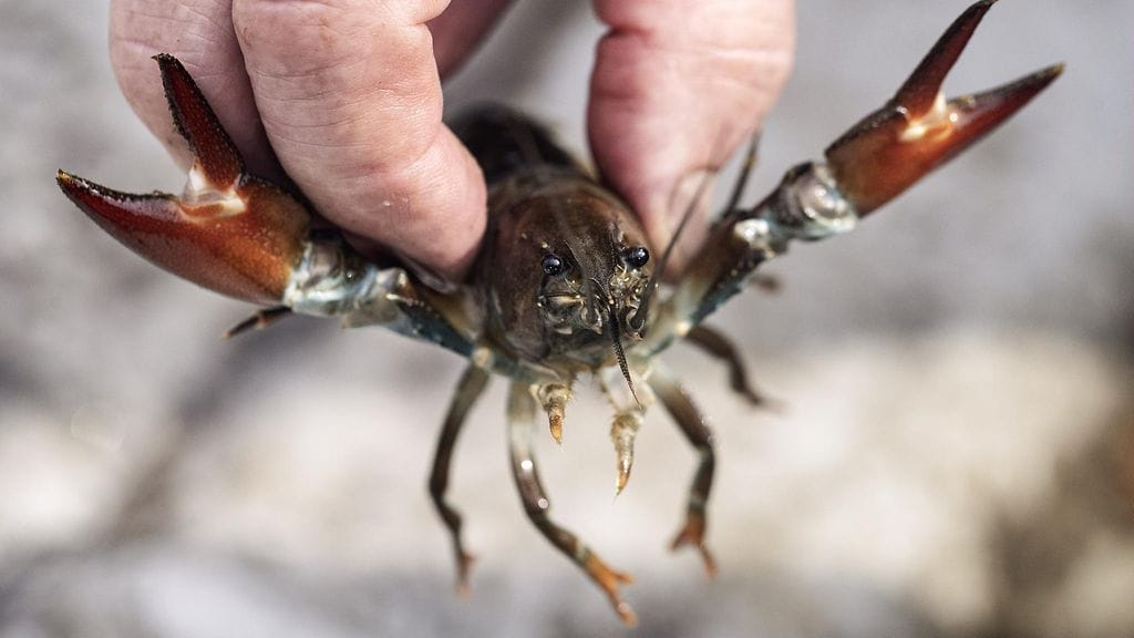 Jokiraputyypin rapurutto ei välttämättä hävitä kaikkia tartunnan saaneita jokirapuja, vaan vesistöön jää usein taudin kantajia.