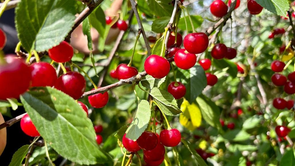 Onko nyt kaikkien aikojen kirsikkakesä? Kysyimme asiantuntijalta.