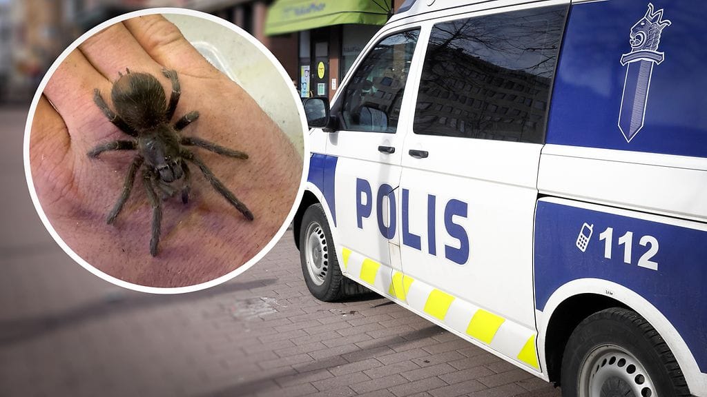 Kuvassa tarantula eläinkauppias Tino Anttilan kädessä. Anttila sanoo pitäneensä poikkeuksellisesti herkkää eläintä kädessään näyttääkseen, ettei se ole vaarallinen ihmiselle.
