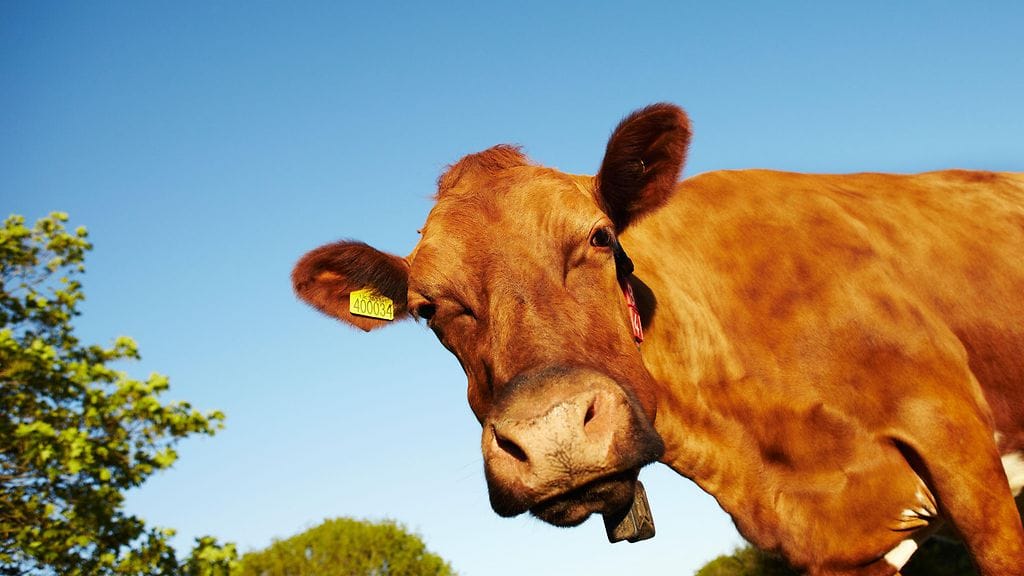 Unssi oli Ayrshire-rotuinen nauta, joka oli väritykseltään täysin punaruskea ilman valkoisia laukkuja. Kuvan nauta ei ole Unssi.