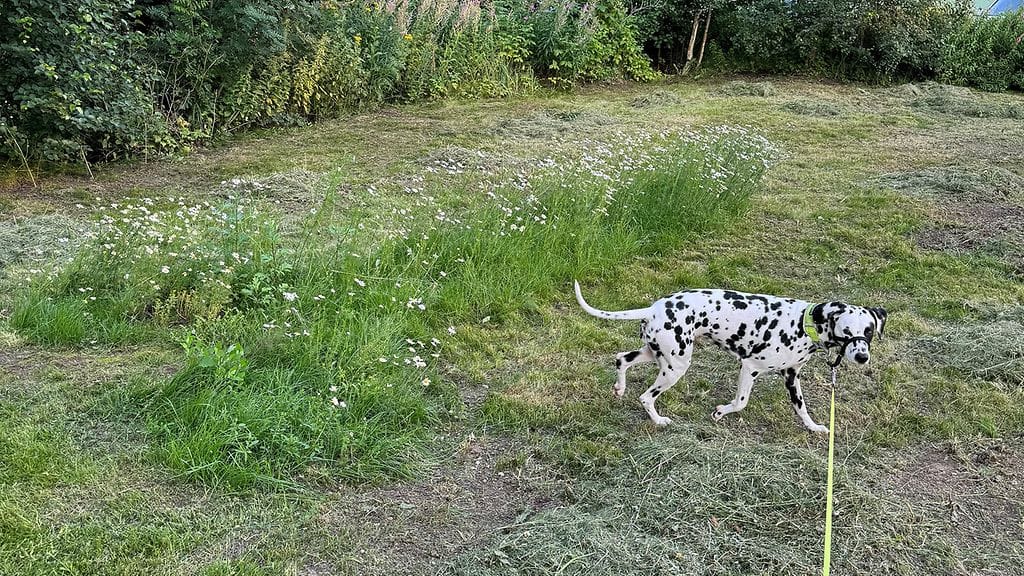 Hyvinkään kaupungin viherrakentaminen on tietoinen siitä, että Ranssunkaareen oli jätetty niittykukkia siementämään.