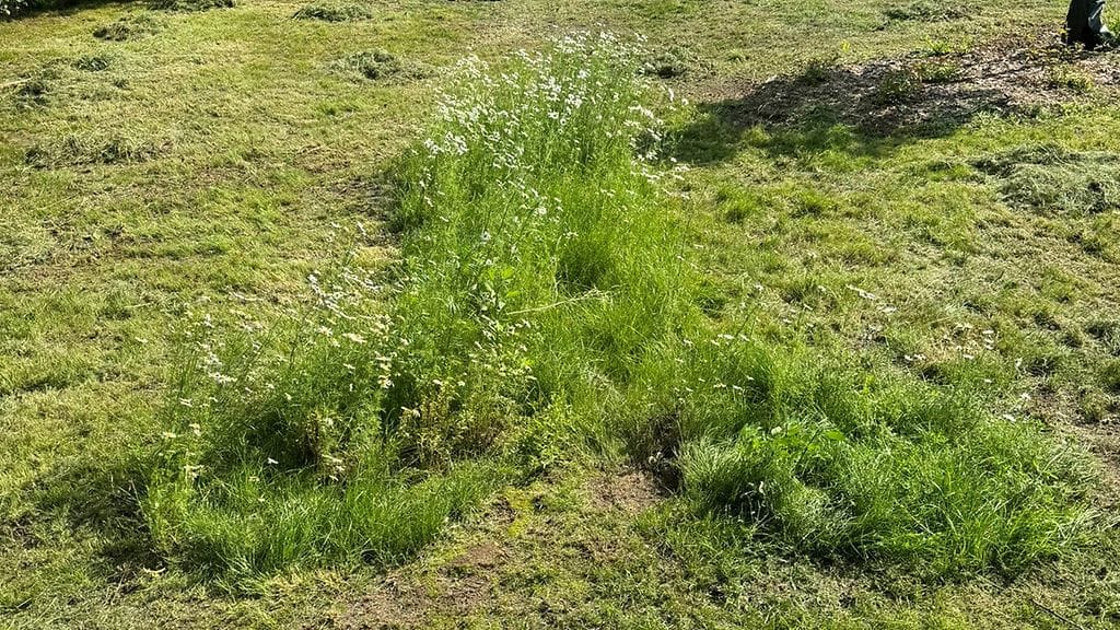 2607 nurmikko fallos3