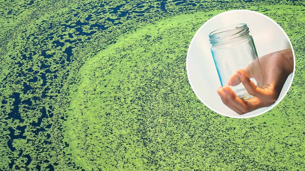 Sinilevää vai siitepölyä? Veden pinnalla lilluvan kasvuston voi tunnistaa helpolla purkkitestillä.