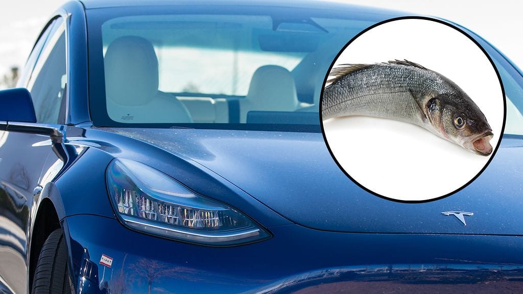 Taivaalta tippuva kala voi rikkoa auton tuulilasin. Kuvituskuva.