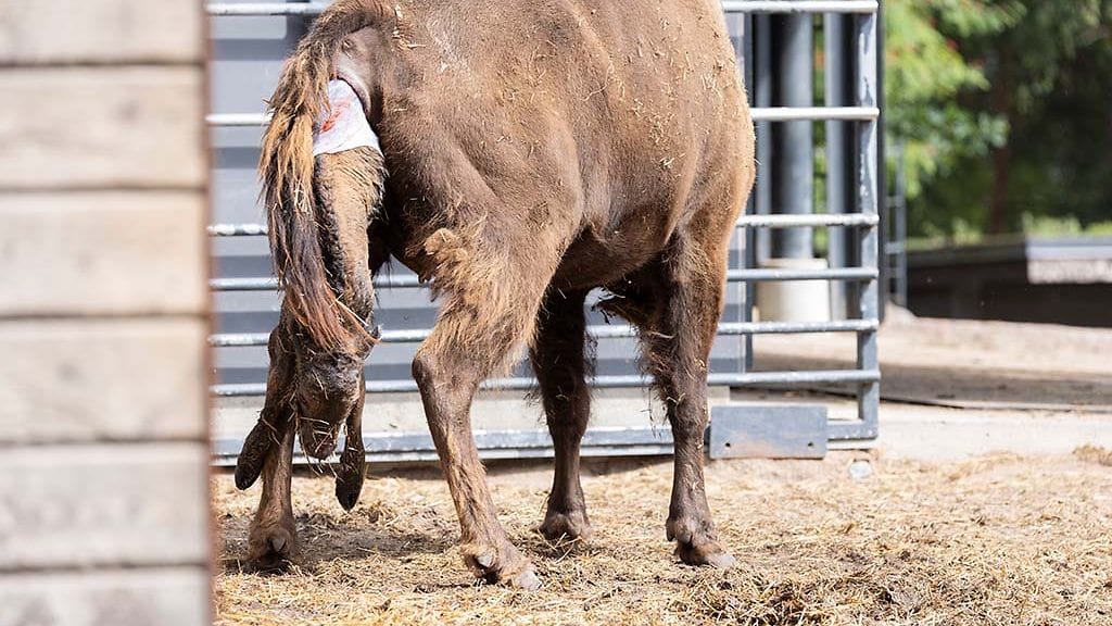 OMA_Visenttivasikka_1