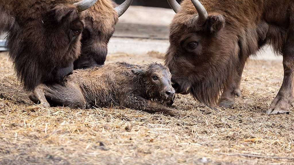 Tuore vasikka herätti kiinnostusta visenttilaumassa.