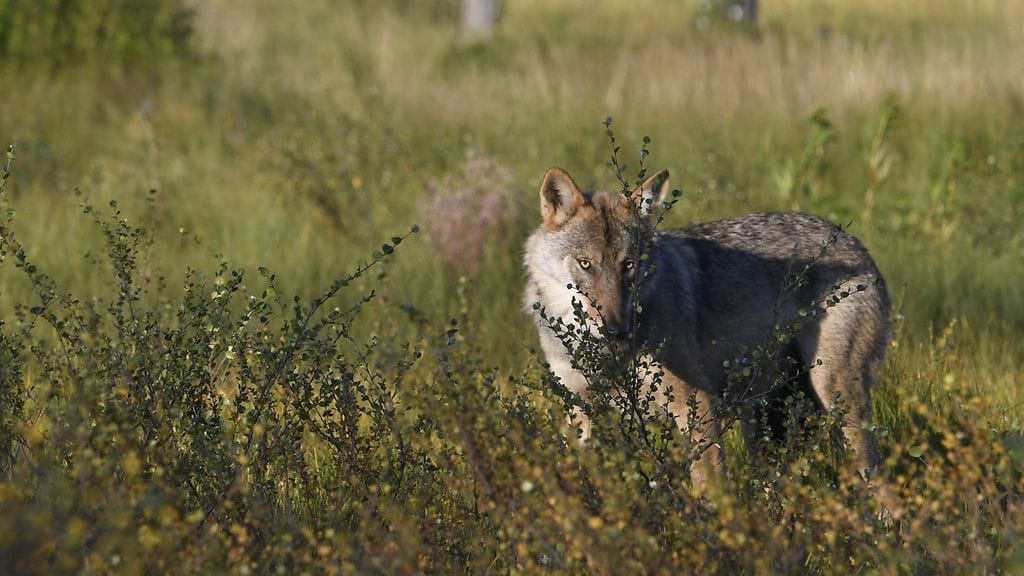 Metsästäjäliiton mukaan suurpetojen kannanhoidollista metsästystä ei voida tehdä Suomessa nykyisin käytännössä lainkaan.