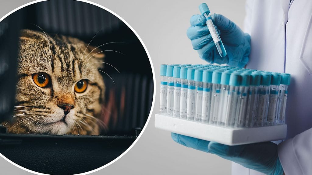 Tutkimus antaa toiveita siitä, että loisia voisi käyttää hyödyksi aivosairauksien hoidossa.