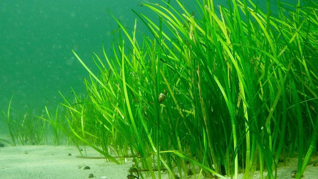 Meriajokasniitty kuvattuna Saaristomerellä.