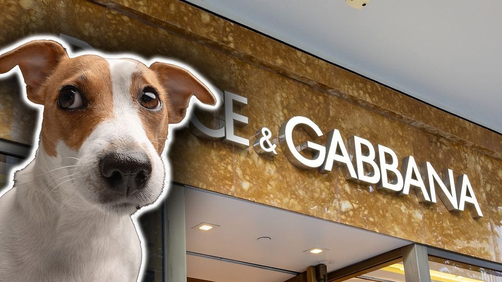 Italialainen Dolce & Gabbana lanseerasi tuoksun koirille.
