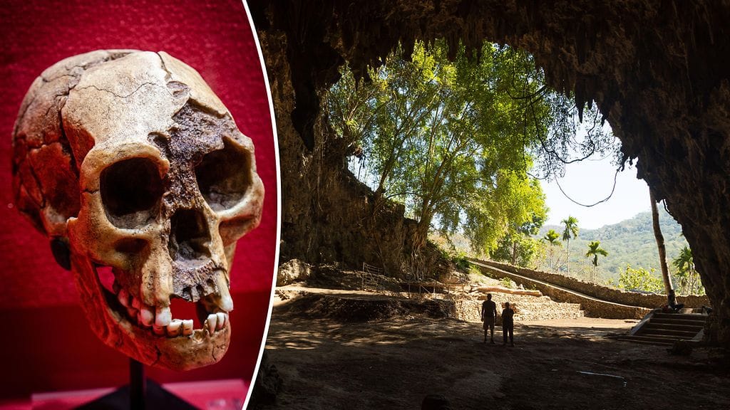 "Hobittikansan" sopiminen ihmisen sukupuuhun on mietityttänyt tieteentekijöitä vuosia. Toistaiseksi täydellisimmät jäänteet floresinihmisestä löytyivät vuonna 2003 suuresta Liang Buan luolasta.