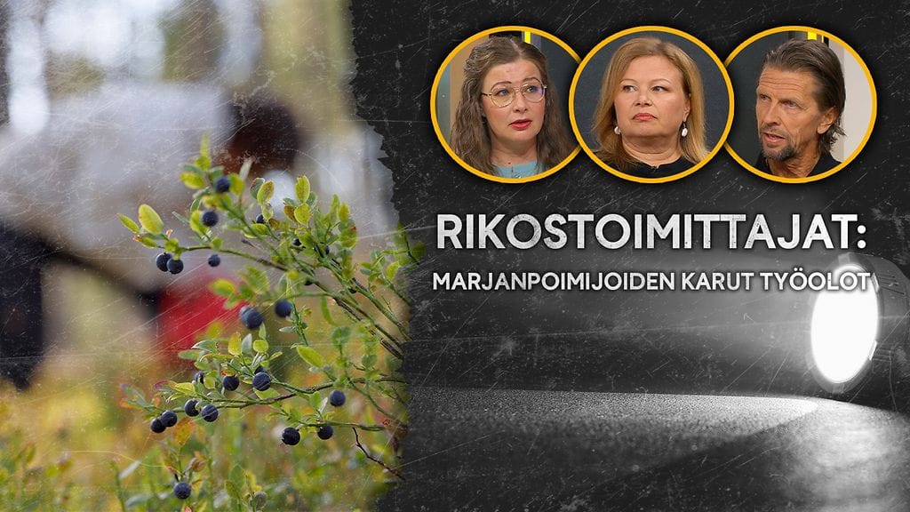 Rikostoimittajat: Marjanpoimijoiden karut työolot