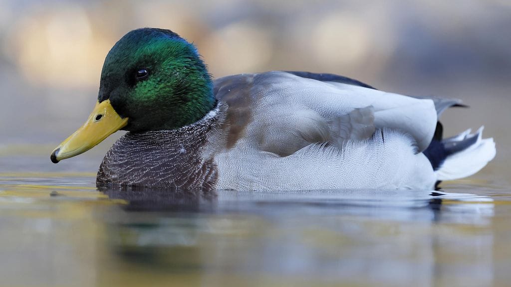 Monien tärkeimpien riistasorsien parimäärät, poikasten määrät ja poikastuotto ovat olleet hieman tavallista huonompia.