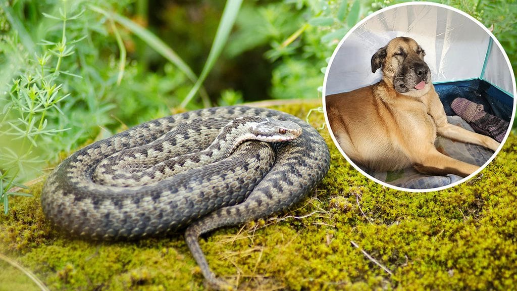 Kyy nappasi Lutu-koiraa kuonoon metsäretkellä.