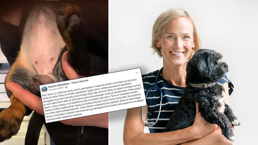 Pieneläinsairauksien erikoiseläinlääkäri Annukka Söderblomin vastaanotolla hoidettiin mäyräkoiraa, joka oli saanut oireita omistajan hormonikorvaushoidosta.