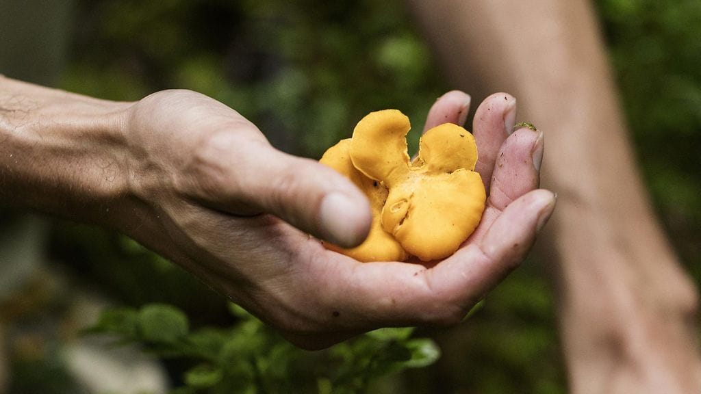 Toisin kuin jotkin muut sienilajit, kantarelli ei vaadi kasvuympäristöltään paljoa