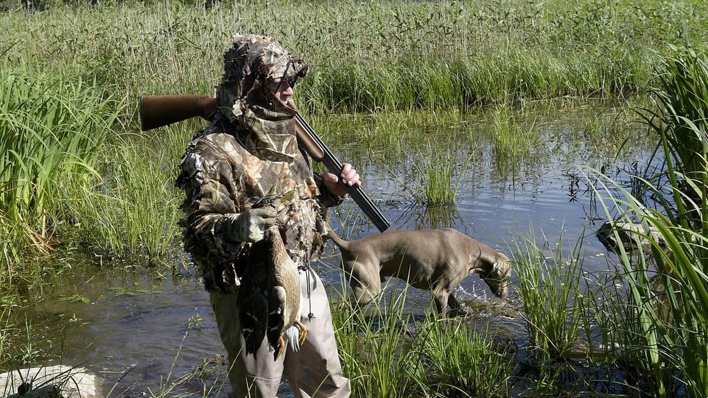 Vesilintujen metsästyskielto alkaa tunti auringon laskun jälkeen ja päättyy tuntia ennen auringon nousua.