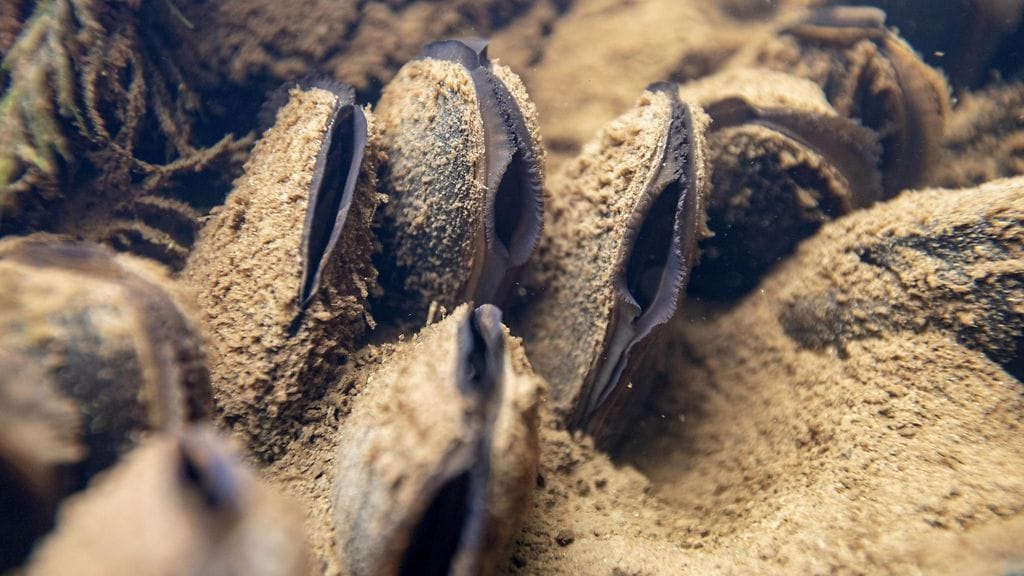 Likaan peittyneitä raakkuja eli jokihelmisimpukoita metsäkoneen joenylityspaikan alapuolella Hukkajokella Suomussalmella 23. elokuuta.