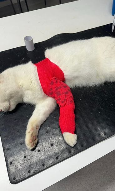 Kimmo-kissan jalka oli ammuttu