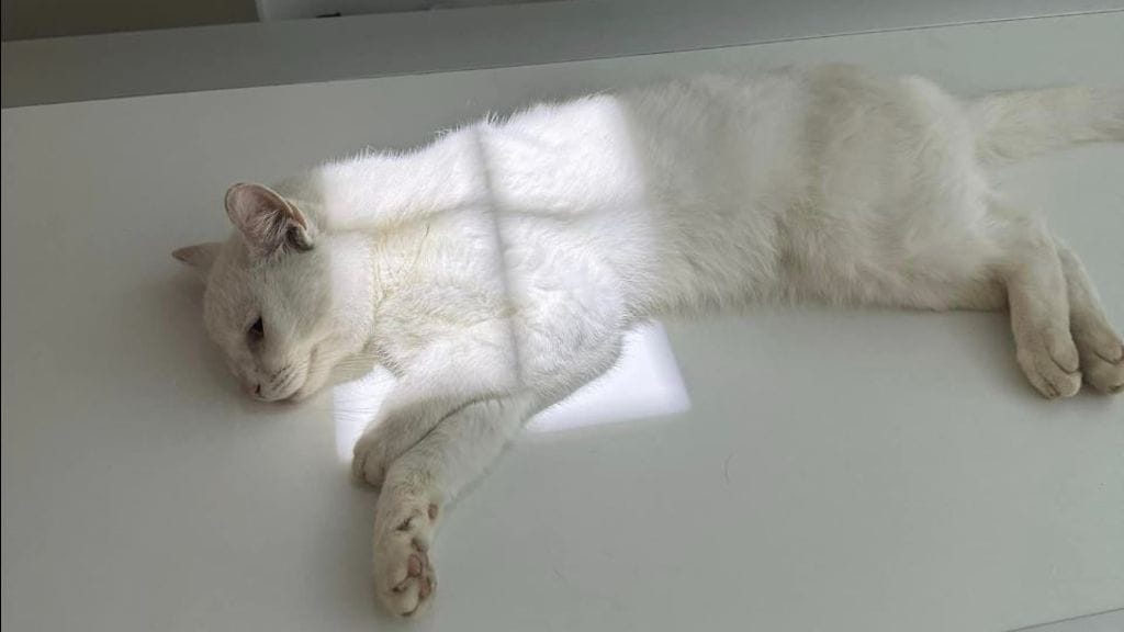 Kimmo-kissa on joutunut kokemaan kovia. Tällä hetkellä kissa voi paremmin, mutta kohtalo on vielä avoin.