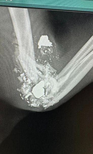 Kimmo-kissan jalka oli ammuttu