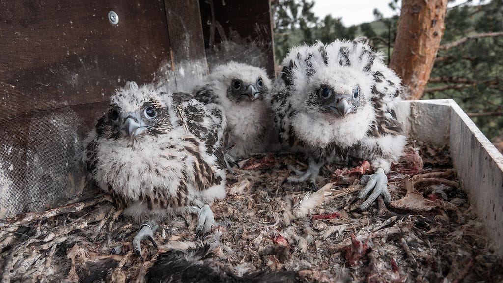 Keinopesään syntyi kolme poikasta.