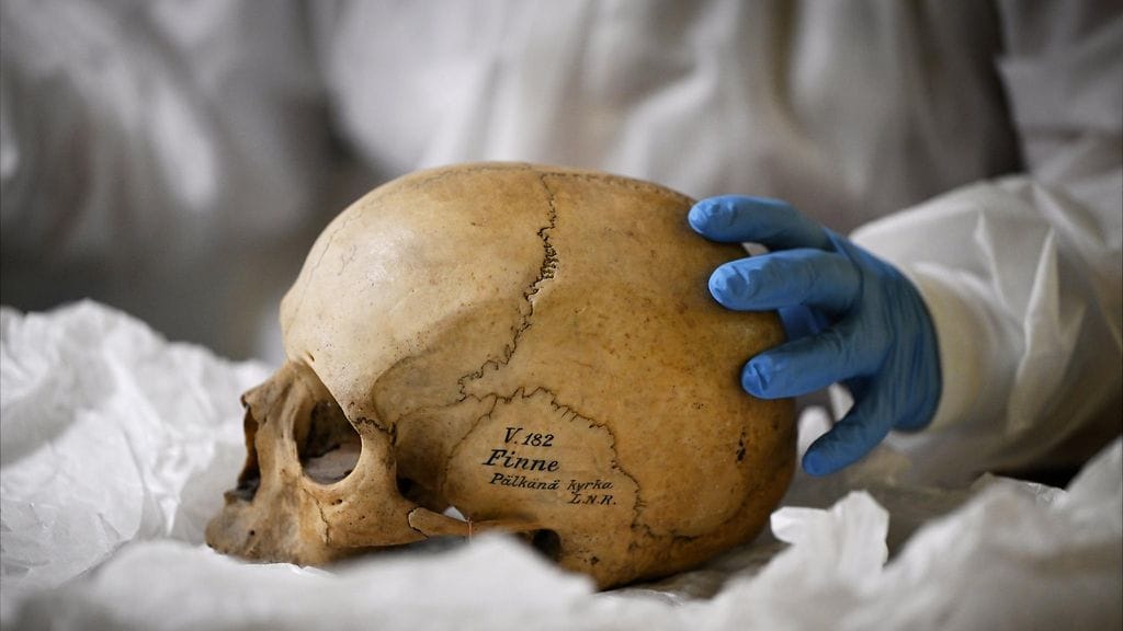 Osteologi Anne-Mari Liira tutkii pääkalloa Pälkäneellä 22. elokuuta 2024. Suomesta Ruotsiin 1800-luvun lopulla viedyt kallot on tuotu takaisin Suomeen elokuussa. Kalloja palautuu Suomeen 82.
