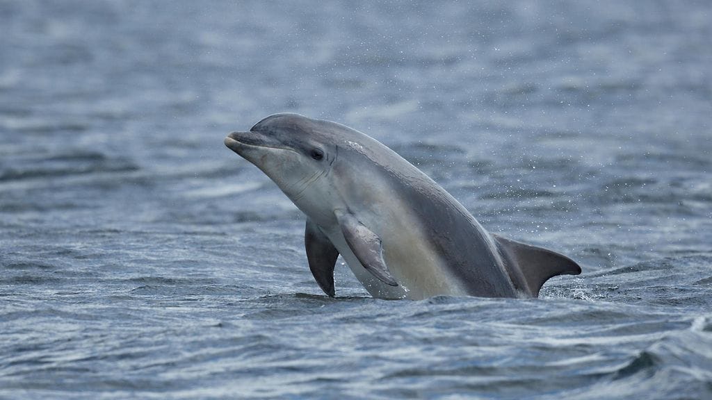 Pullonokkadelfiinit ovat älykkäitä ja sosiaalisia nisäkkäitä, mutta ihmisen on syytä olla niiden kanssa varovainen.