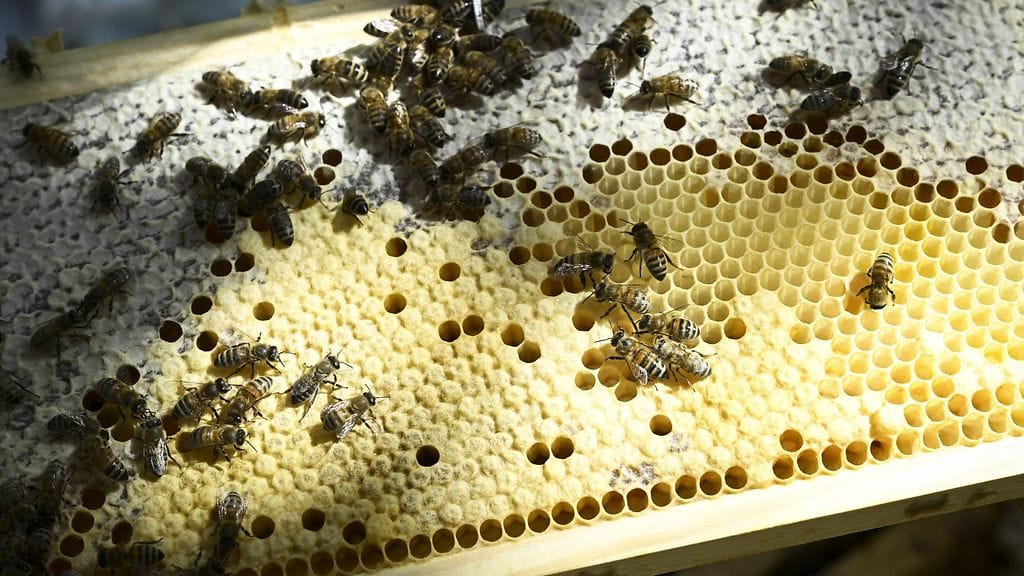 Mehiläistarha Tuusulassa 9. heinäkuuta.