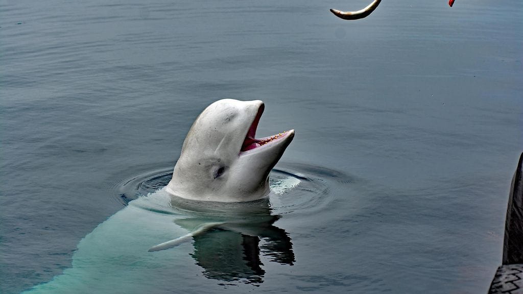 Hvaldimir on valoittanut norjalaisten sydämet ilmestyttyään kameravaljaat päällä Norjan rannikolle vuonna 2019.
