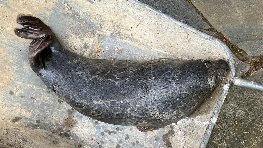 Tämän vuoden toukokuussa 25 kilometrin päässä Linnansaaren kansallispuistossa kuvattu saimaannorpan kuutti ja eilen tiistaina Haukivedeltä löytynyt kuollut saimaannorpan kuutti. Turkkikuviot kertovat, että verkkoihin kuollut kuutti oli sama yksilö, jonka Metsähallituksen luonnonsuojelun erityisasiantuntija Miina Auttila kuvasi photo-id-kuvausten yhteydessä.