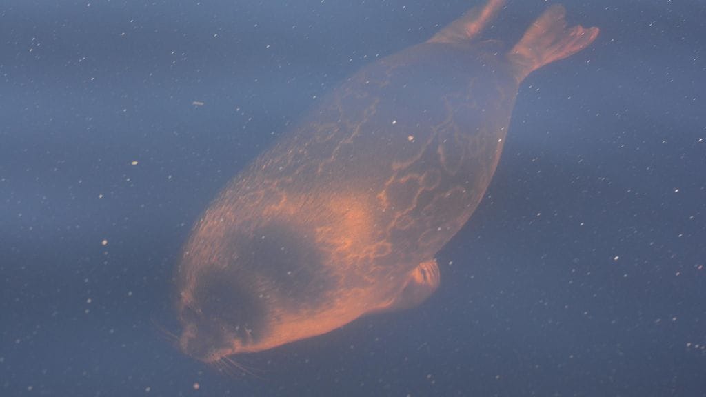 Kuvituskuvassa sukeltava kuutti.