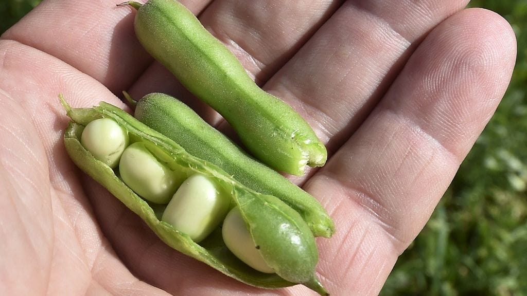 Kasviproteiinien tuotanto on Suomessa tällä hetkellä alle 30 prosenttia suhteessa koko maan proteiininkulutukseen. Kuvassa härkäpapupelto Paijalankylässä Tuusulassa 6. elokuuta 2019.