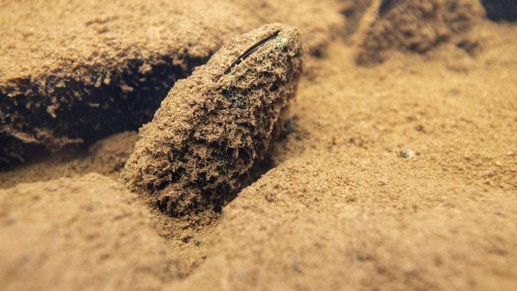 Ely-keskus ei ole toistaiseksi paljastanut paikan sijaintia.