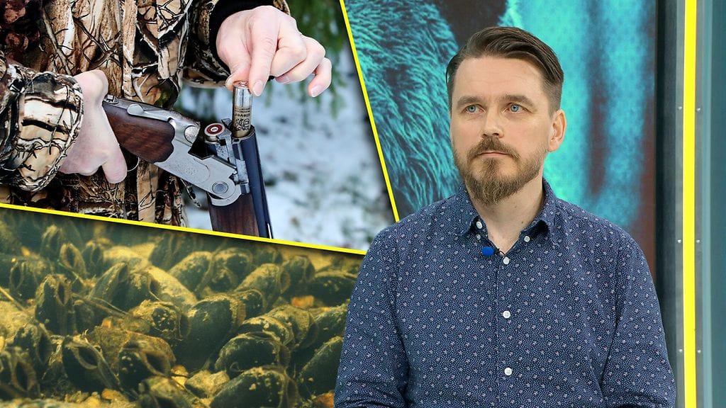 Raakkutuhoja ja laajaa salametsästystä – millainen oikein on suomalaisten luontosuhde?