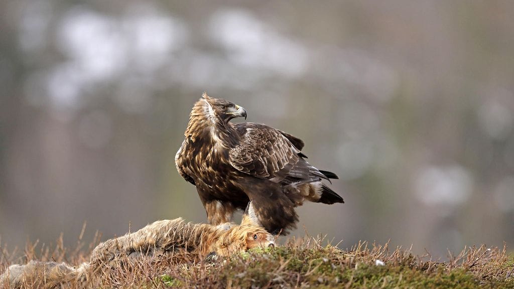 Kuvassa maakotka ketun ruhon päällä. Kuvan lintu ei liity tapaukseen.